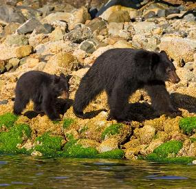 Black Bear cub